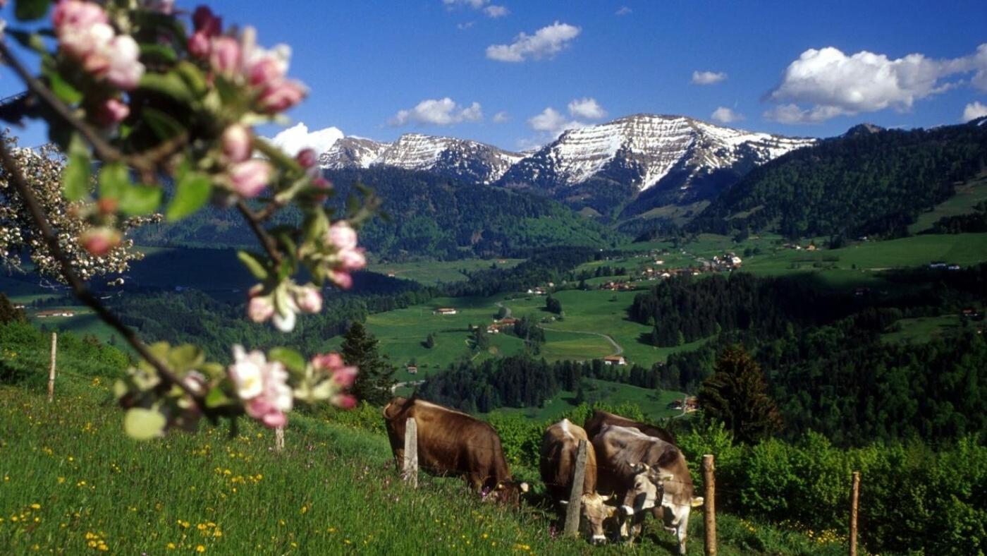 Апартаменти Fewo Sandmann, Oberstaufen, Steibis Екстер'єр фото